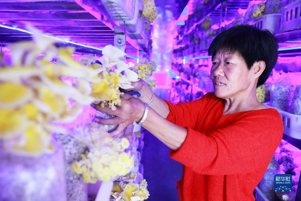 免费送彩金的游戏平台